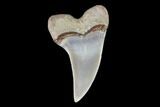 Fossil Shark (Carcharodon planus) Tooth - Sharktooth Hill, CA #94684-1